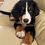 Floss joined the competition — help win amazing prizes! bernese_mountain_dog, puppy, dog, pet, animal, fur, paw, couch, leather, indoor, home, relaxing, cute, looking_at_camera, black_fur, brown_fur, white_fur, nose, ears, living_room