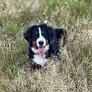 Floss is registered to the contest to win money with this photo: dog, bernese_mountain_dog, grass, field, outdoor, tongue_out, happy, nature, animal, pet, fur, black, brown, white, canine, mammal, summer, playful, resting, wild