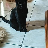 Mimi a rejoint le concours — aidez-le/la à gagner de superbes lots ! black_cat, cat, feline, pet, animal, sitting, indoors, tile_floor, fluffy_rug, slippers, home, portrait, alert, upright, short_hair, dark_fur, green_eyes, tail, furniture, domestic_scene