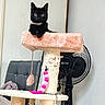 Mimi participe au concours pour gagner de l'argent avec cette photo : black_cat, cat, pet, feline, sitting, cat_tree, scratching_post, pink, cream, toy, collar, indoors, living_room, chair, fan, furniture, home, portrait, animal, playful