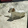 Vettel participe au concours pour gagner de l'argent avec cette photo : dog, white_dog, english_setter_like, outdoor, patio, concrete_floor, sunlight, shadow, lying_down, relaxed, pet, ear, spots, collar, dirty_window, planter, green_pot, texture, calm, side_profile