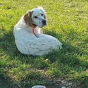Vettel participe au concours pour gagner de l'argent avec cette photo : dog, white_dog, speckled, collar, grass, lawn, outdoor, sunlight, pet, curled_up, looking_back, ears, muzzle, park, relaxed, shadow, plastic_lid, dirt, daytime, nature