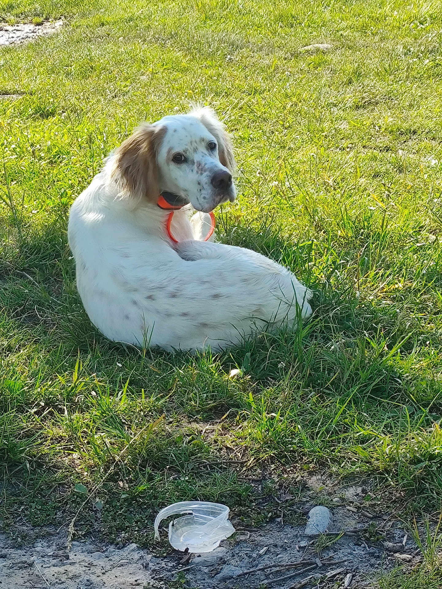Vettel participe au concours pour gagner de l'argent avec cette photo : dog, white_dog, speckled, collar, grass, lawn, outdoor, sunlight, pet, curled_up, looking_back, ears, muzzle, park, relaxed, shadow, plastic_lid, dirt, daytime, nature