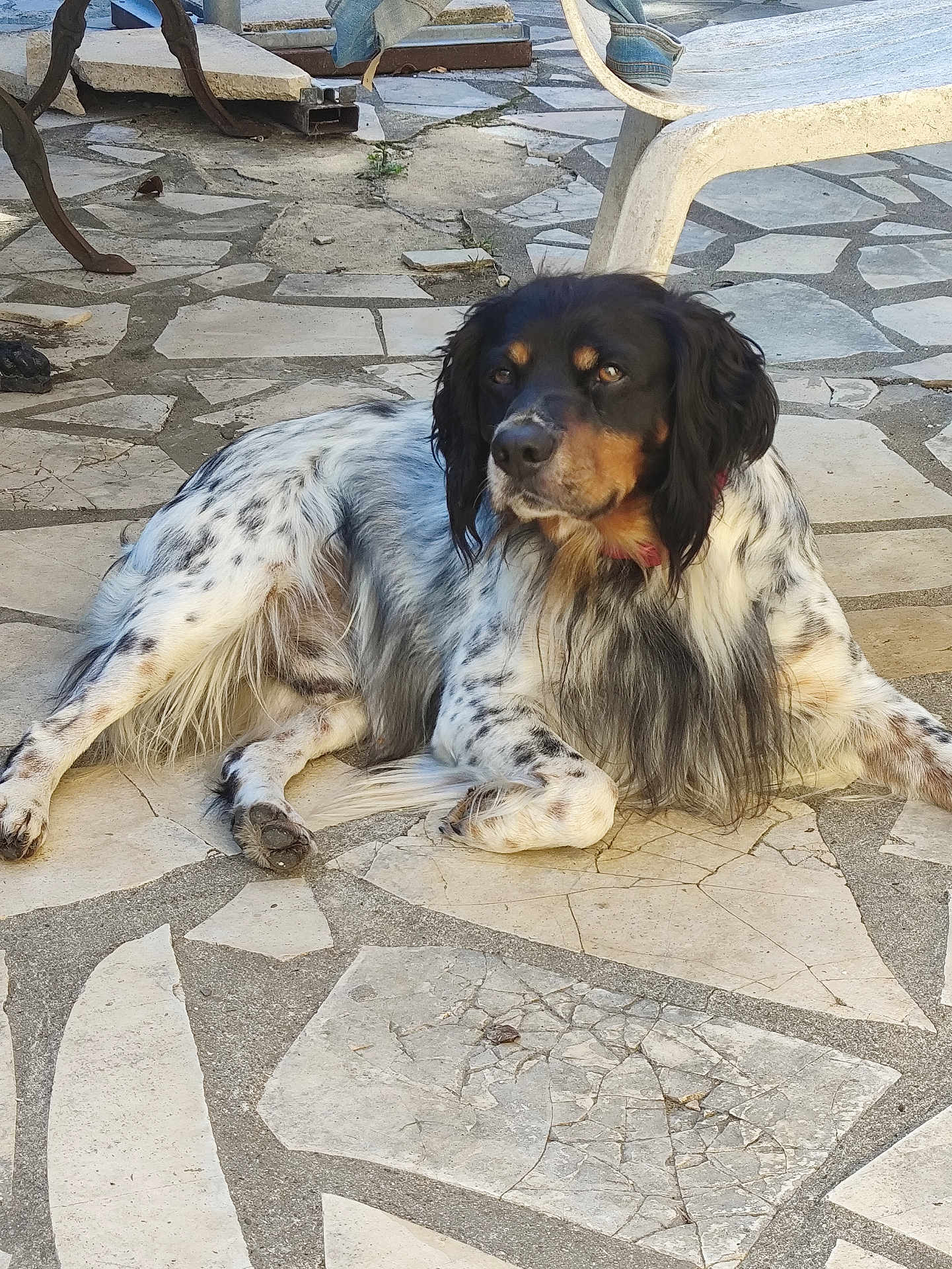 Pepper participe au concours pour gagner de l'argent avec cette photo : dog, dog_face, long_hair, spotted_fur, black_and_tan, lying_down, patio, stone_floor, tiled_floor, paw, collar, muzzle, ear, outdoor, sunlight, shadow, bench, chair, relaxed, pet