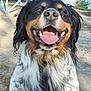 Pepper participe au concours pour gagner de l'argent avec cette photo : dog, hound, tongue_out, smiling, portrait, outdoor, grass, water, bucket, chair, leash, fur, wet_fur, happy, nose, teeth, close_up, pet, nature, eyes