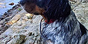 Pepper participe au concours pour gagner de l'argent avec cette photo : dog, wet_dog, river, river_bank, rocks, pebbles, leash, collar, fur, portrait, side_profile, outdoors, trees, water, shore, muddy, sitting, canine, nature, reflection