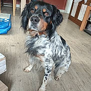 Pepper participe au concours pour gagner de l'argent avec cette photo : dog, pet, canine, sitting, indoor, wooden_floor, spotted_fur, black_fur, brown_markings, long_hair, brown_eyes, nose, collar, chair, table, cabinet, christmas_tree, dog_bed, home_interior, portrait