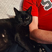 Black a rejoint le concours — aidez-le/la à gagner de superbes lots ! black_cat, cat, pet, person_arm, red_shirt, paws, whiskers, bed, blanket, indoor, close_up, portrait, feline, fur, cozy, lounging, human, fabric, polka_dot, relaxation