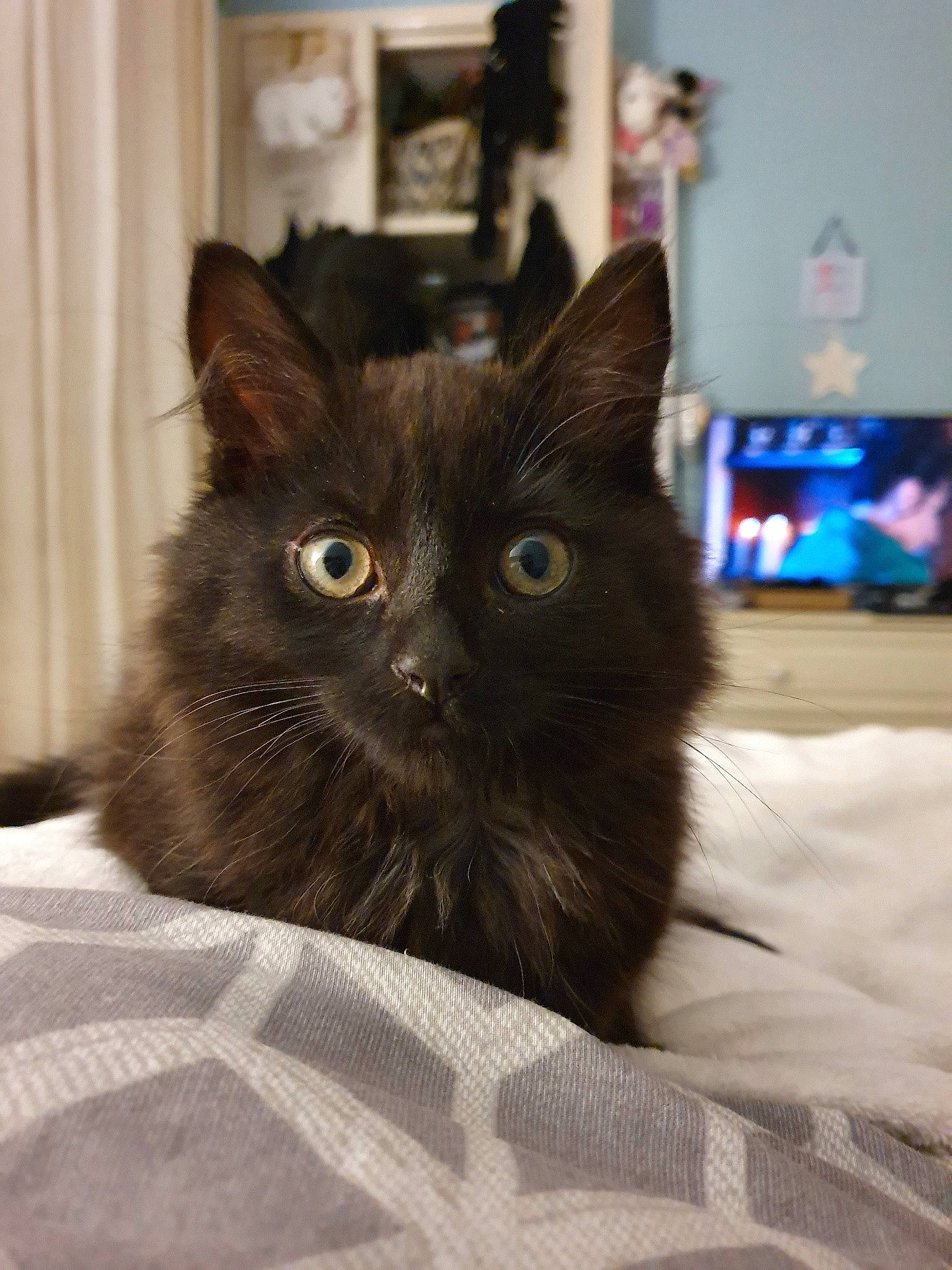 Eleven joined the competition — help win amazing prizes! asian, asian_semi_longhair, black_cat, british_semi_longhair, carnivore, cat, domestic_long_haired_cat, domestic_short_haired_cat, felidae, fur, kitten, maine_coon, mammal, nebelung, norwegian_forest_cat, ragamuffin, small_to_medium_sized_cats, turkish_angora, vertebrate, whiskers