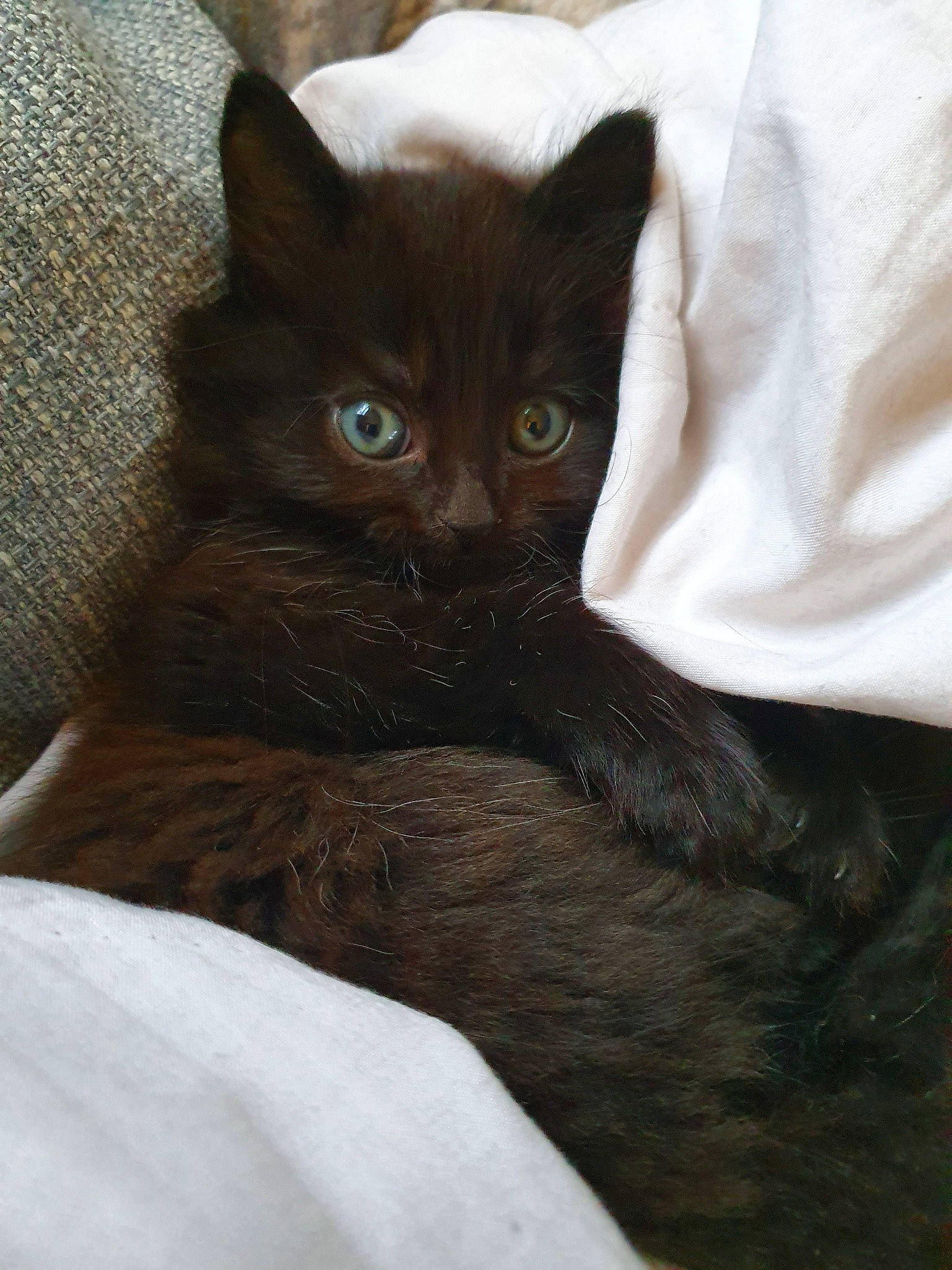 Eleven joined the competition — help win amazing prizes! asian, black_cat, burmese, carnivore, cat, domestic_short_haired_cat, ear, eye, felidae, german_rex, havana_brown, kitten, mammal, nebelung, small_to_medium_sized_cats, vertebrate, whiskers