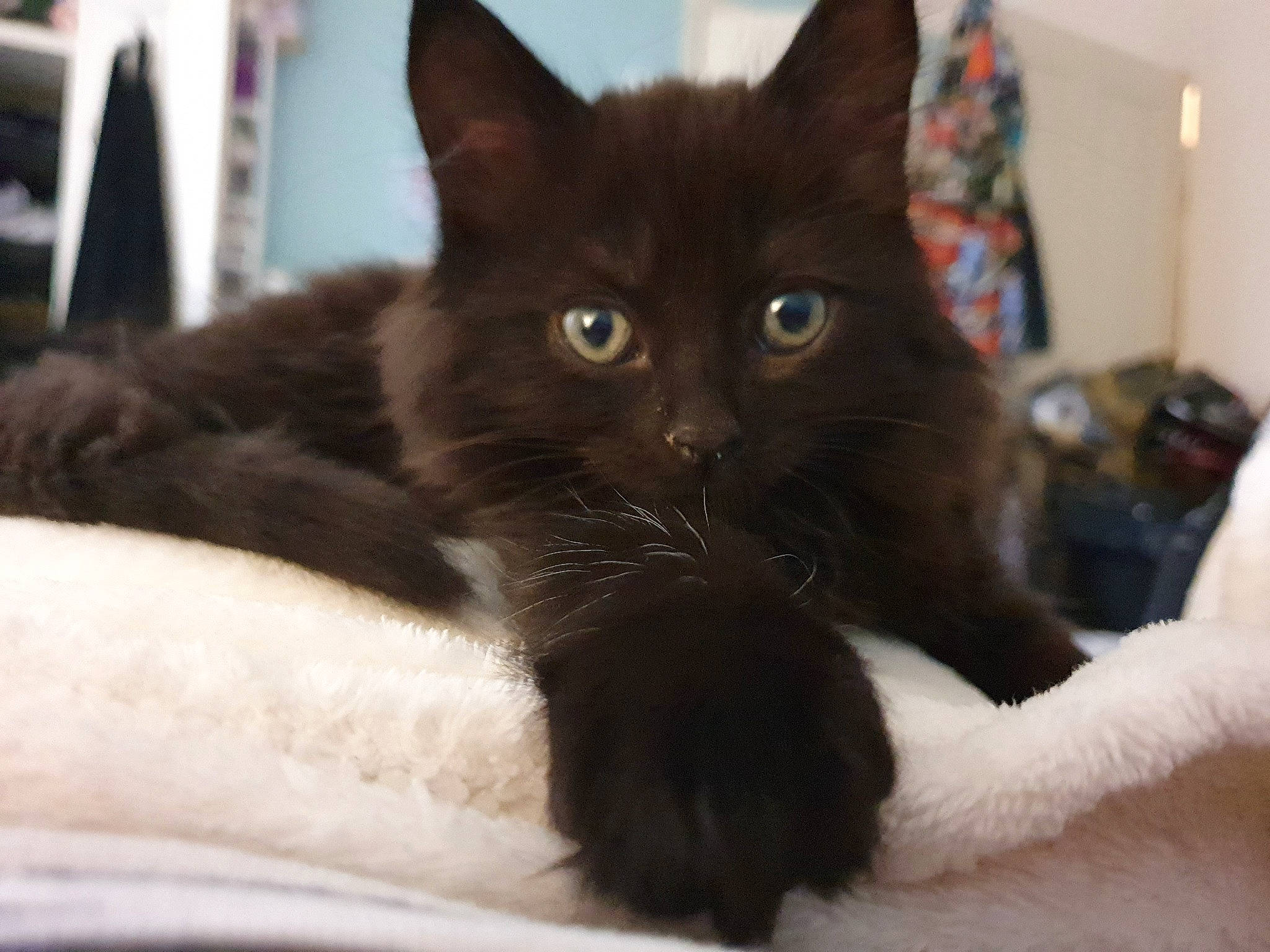 Eleven is registered to the contest to win money with this photo: asian, black_cat, burmese, carnivore, cat, claw, domestic_long_haired_cat, domestic_short_haired_cat, eye, felidae, fur, kitten, mammal, polydactyl_cat, small_to_medium_sized_cats, vertebrate, whiskers