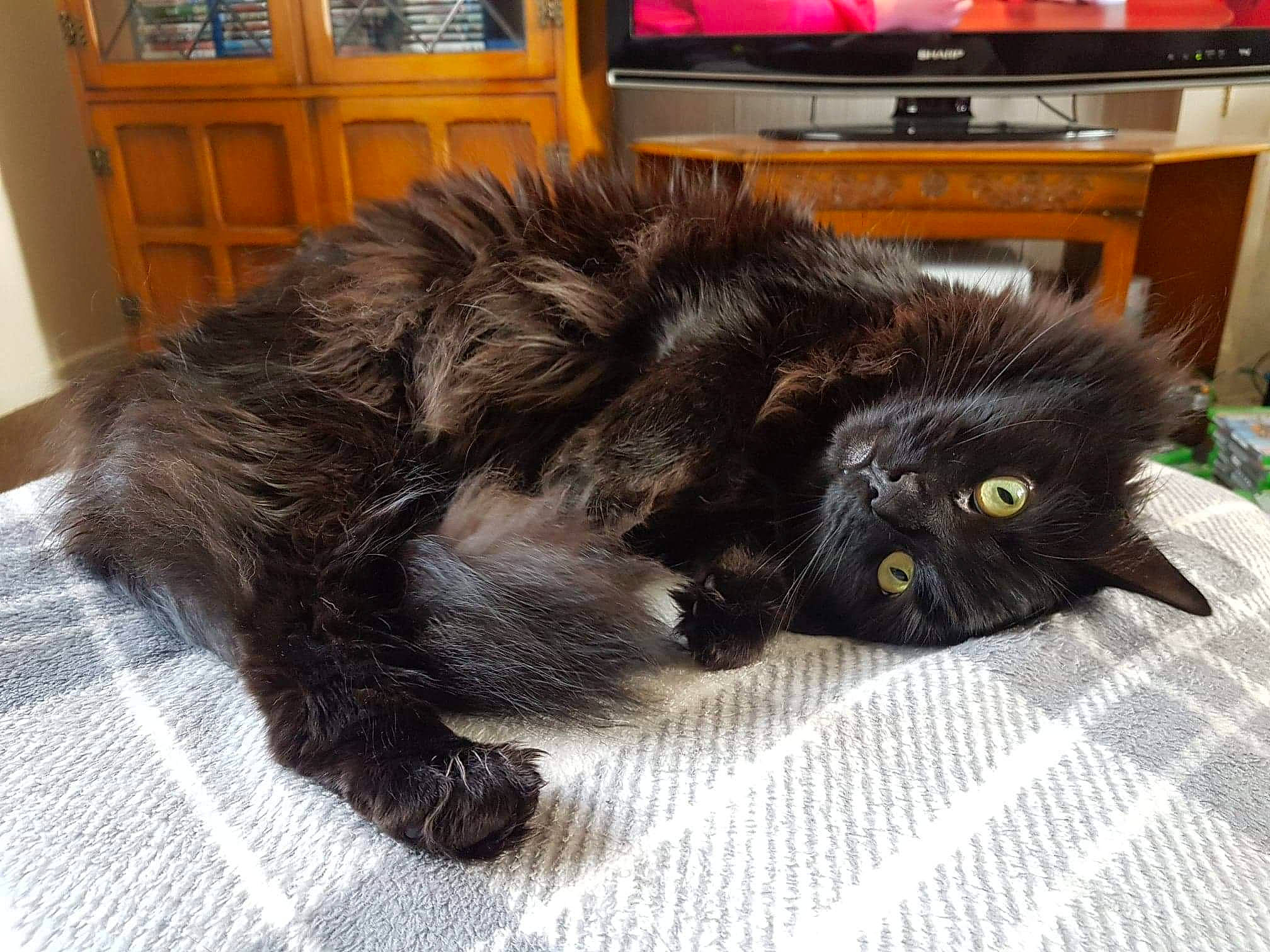 Steve joined the competition — help win amazing prizes! black_cat, british_longhair, british_semi_longhair, canidae, carnivore, cat, domestic_long_haired_cat, felidae, fur, kitten, maine_coon, mammal, norwegian_forest_cat, persian, small_to_medium_sized_cats, whiskers