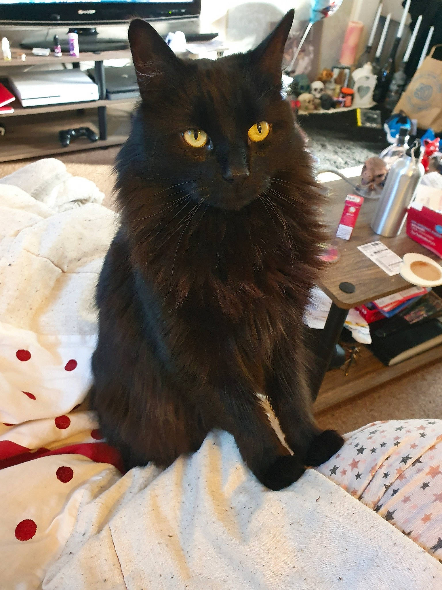 Steve is registered to the contest to win money with this photo: asian, asian_semi_longhair, black_cat, bombay, carnivore, cat, domestic_long_haired_cat, domestic_short_haired_cat, felidae, fur, kitten, maine_coon, mammal, nebelung, norwegian_forest_cat, small_to_medium_sized_cats, tail, whiskers