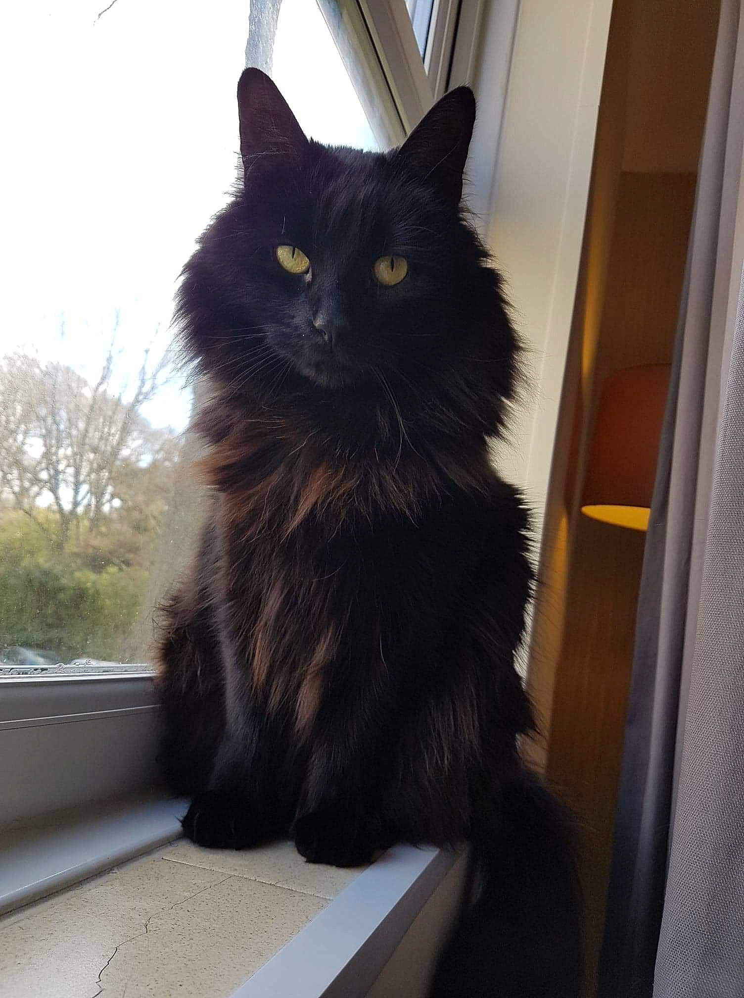 Steve joined the competition — help win amazing prizes! asian_semi_longhair, black, black_cat, british_semi_longhair, carnivore, cat, domestic_long_haired_cat, eye, felidae, fur, kitten, maine_coon, mammal, nebelung, norwegian_forest_cat, small_to_medium_sized_cats, tail, turkish_angora, whiskers, window