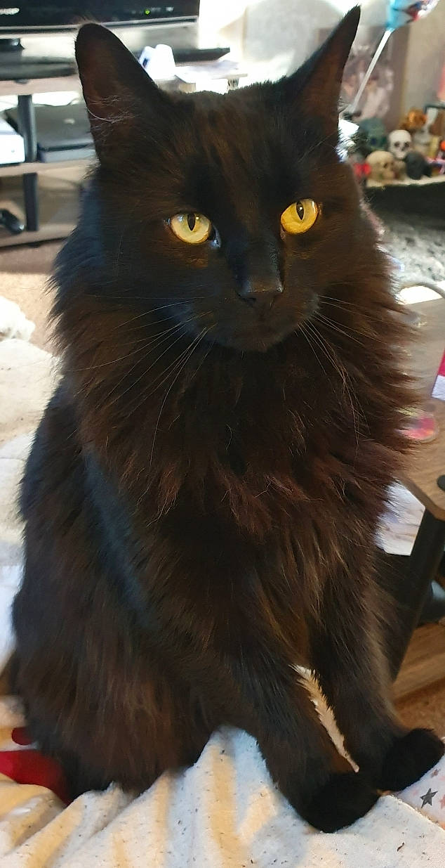 Steve is registered to the contest to win money with this photo: asian_semi_longhair, black_cat, bombay, british_longhair, british_semi_longhair, carnivore, cat, cymric, domestic_long_haired_cat, domestic_short_haired_cat, felidae, korat, maine_coon, mammal, nebelung, norwegian_forest_cat, persian, small_to_medium_sized_cats, vertebrate, whiskers