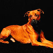 Ulko participe au concours pour gagner de l'argent avec cette photo : dog, animal, pet, canine, lying_down, brown_coat, portrait, studio_lighting, black_background, relaxed, alert, ears_up, short_fur, domestic_animal, mammal, paw, snout, whiskers, side_view, calm