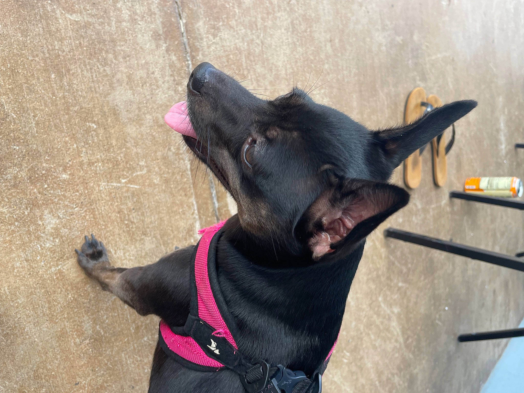 Pahiwa joined the competition — help win amazing prizes! canidae, carnivore, collar, companion_dog, dog, dog_breed, dog_collar, dog_supply, ear, fashion_accessory, fawn, fur, jaw, leash, natural_material, pet_supply, snout, sporting_group, working_animal, working_dog