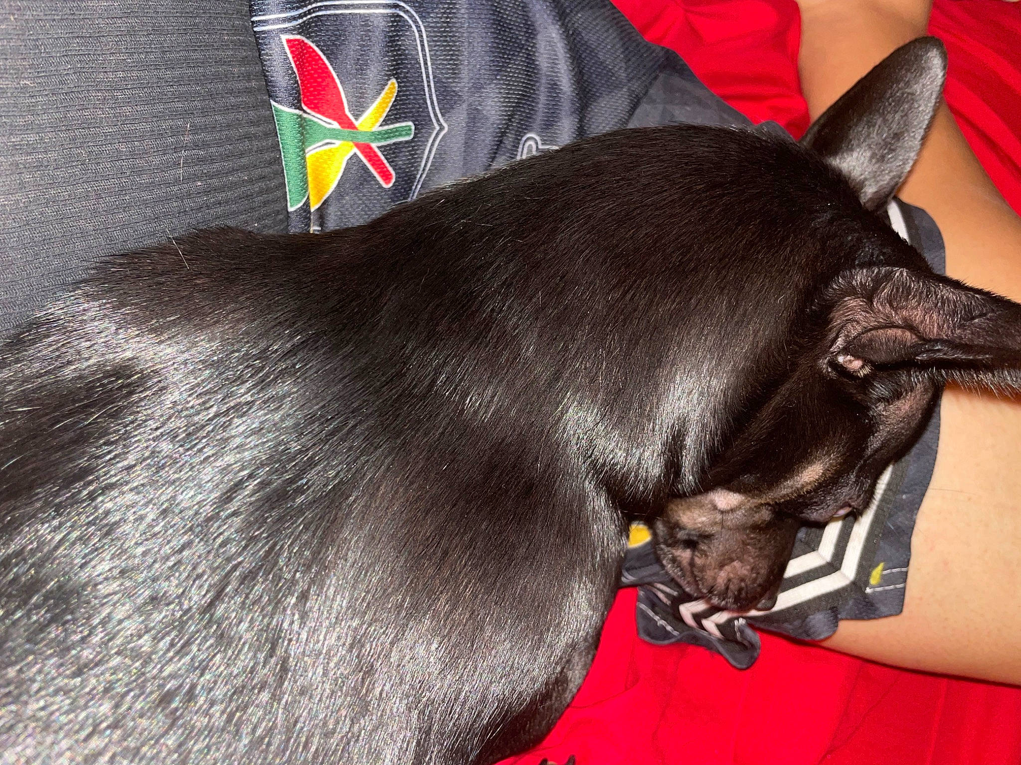 Pahiwa joined the competition — help win amazing prizes! canidae, carnivore, collar, companion_dog, dog, dog_breed, dog_collar, dog_supply, ear, fashion_accessory, fawn, fur, liver, paw, pet_supply, snout, sporting_group, tail, terrestrial_animal, working_animal