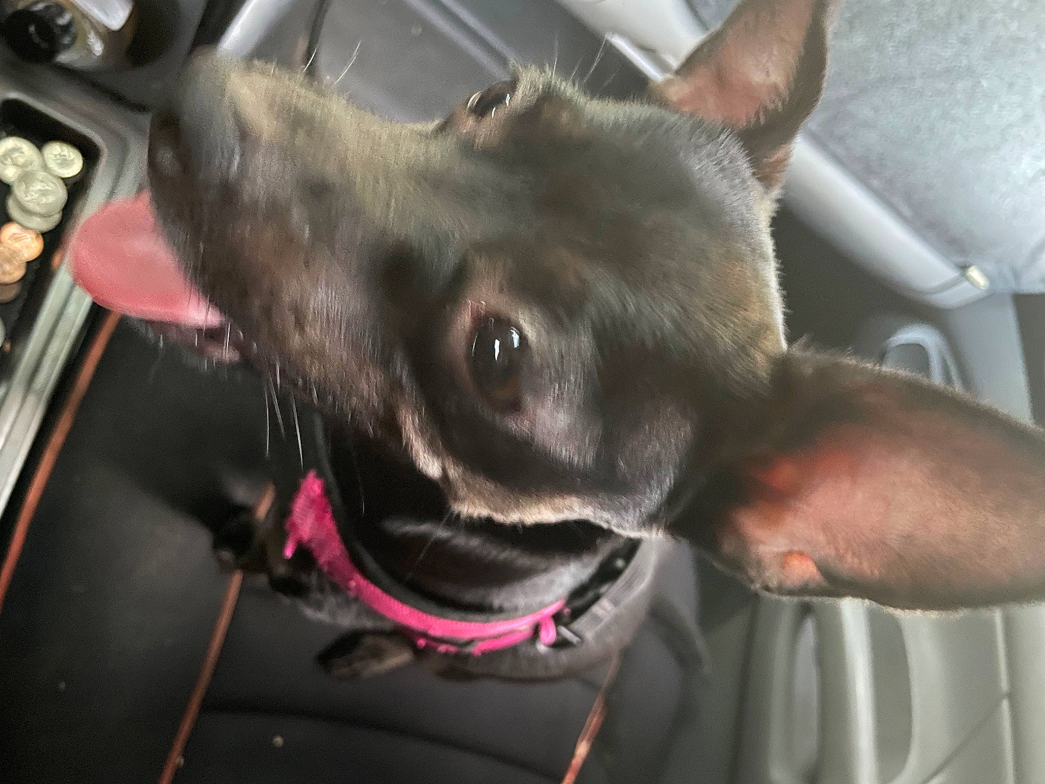 Pahiwa is registered to the contest to win money with this photo: canidae, carnivore, collar, companion_dog, dog, dog_breed, dog_collar, ear, fang, fawn, fur, guard_dog, jaw, liver, non_sporting_group, snout, sporting_group, whiskers, working_animal, working_dog