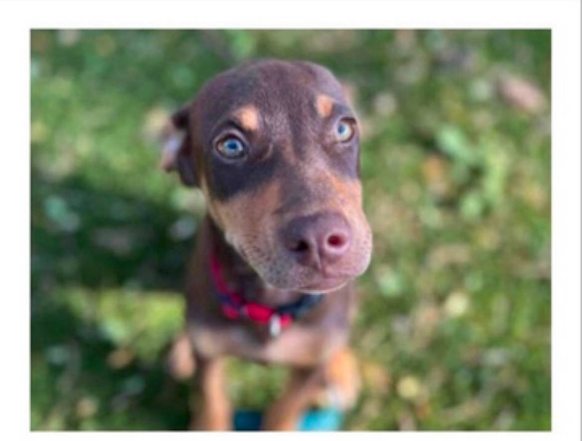 Legacy Lahaina joined the competition — help win amazing prizes! canidae, carnivore, collar, companion_dog, dog, dog_breed, dog_collar, grass, gun_dog, hunting_dog, liver, plant, rectangle, sporting_group, terrestrial_animal, whiskers, working_animal, working_dog