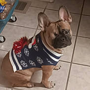 Farley joined the competition — help win amazing prizes! dog, french_bulldog, pet, indoor, tile_floor, sweater, holiday, festive, red_pom_pom, brown_dog, small_dog, cute, animal, companion, looking_away, ears_up, paw, domestic_animal, canine, household
