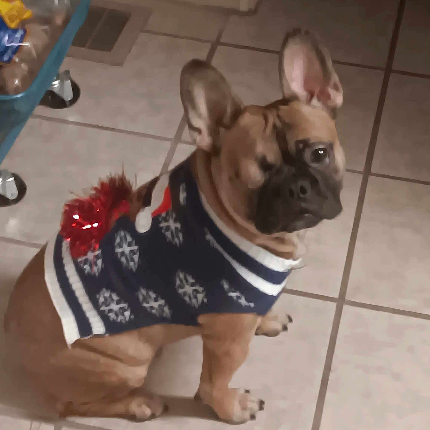 Farley joined the competition — help win amazing prizes! dog, french_bulldog, pet, indoor, tile_floor, sweater, holiday, festive, red_pom_pom, brown_dog, small_dog, cute, animal, companion, looking_away, ears_up, paw, domestic_animal, canine, household