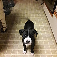 Tugger is registered to the contest to win money with this photo: puppy, dog, black_and_white, tile_floor, kitchen, pet, animal, indoor, young, curious, small, cute, looking_up, tail, four_legs, ears, whiskers, snout, domestic, companion