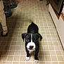 puppy, dog, black_and_white, tile_floor, kitchen, pet, animal, indoor, young, curious, small, cute, looking_up, tail, four_legs, ears, whiskers, snout, domestic, companion