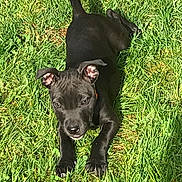 Freja joined the competition — help win amazing prizes! dog, puppy, black_dog, grass, outdoor, animal, pet, sunlight, playful, young_dog, canine, nature, greenery, ears, nose, paws, lying_down, summer, daylight, cute