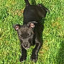 dog, puppy, black_dog, grass, outdoor, animal, pet, sunlight, playful, young_dog, canine, nature, greenery, ears, nose, paws, lying_down, summer, daylight, cute