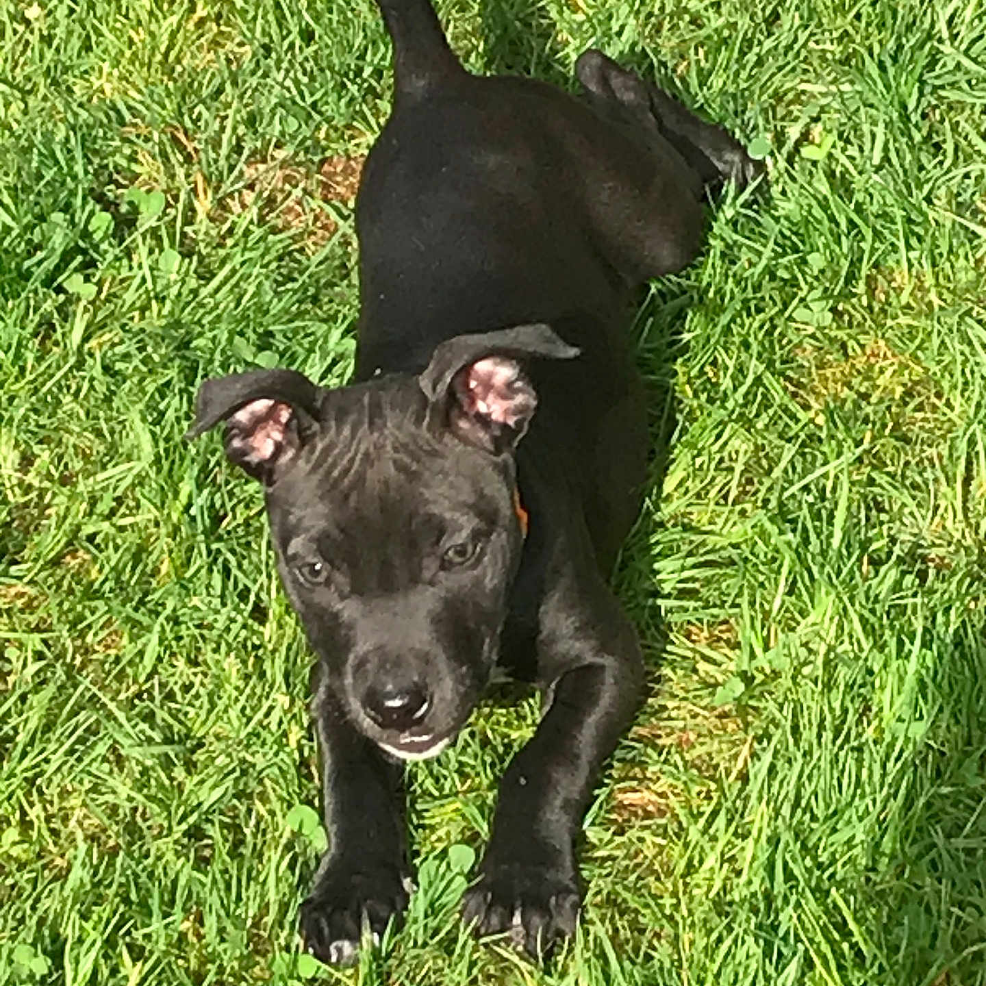 Freja joined the competition — help win amazing prizes! animal, black_dog, canine, cute, daylight, dog, ears, grass, greenery, lying_down, nature, nose, outdoor, paws, pet, playful, puppy, summer, sunlight, young_dog