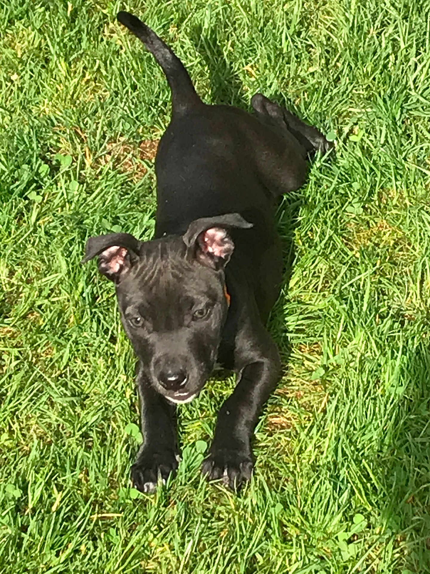 Freja