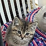 kitten, cat, pet, animal, furry, cute, young, indoor, blanket, pattern, colorful, striped, fur, whiskers, ears, sitting, closeup, domestic, soft, companion