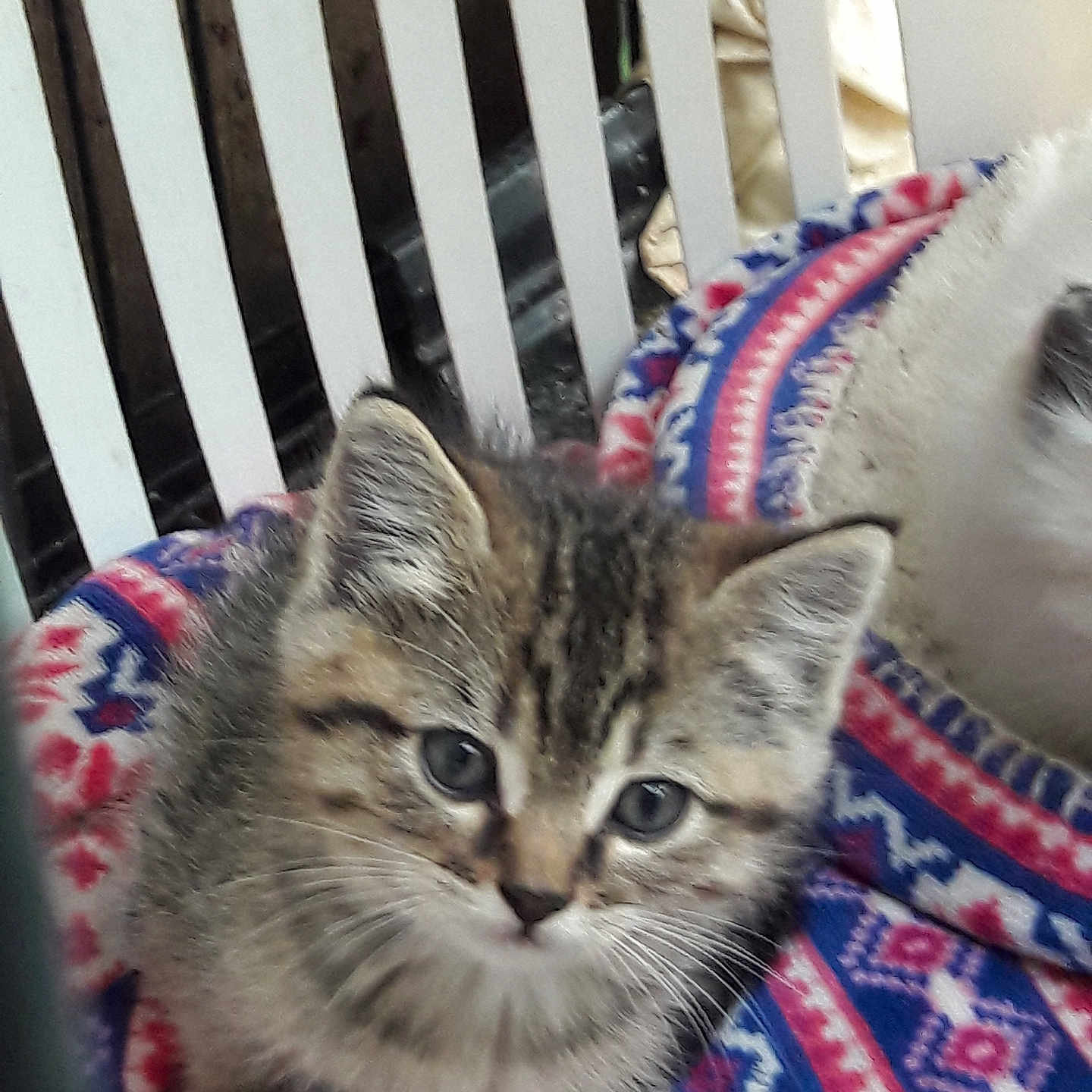 Tigger joined the competition — help win amazing prizes! animal, blanket, cat, closeup, colorful, companion, cute, domestic, ears, fur, furry, indoor, kitten, pattern, pet, sitting, soft, striped, whiskers, young