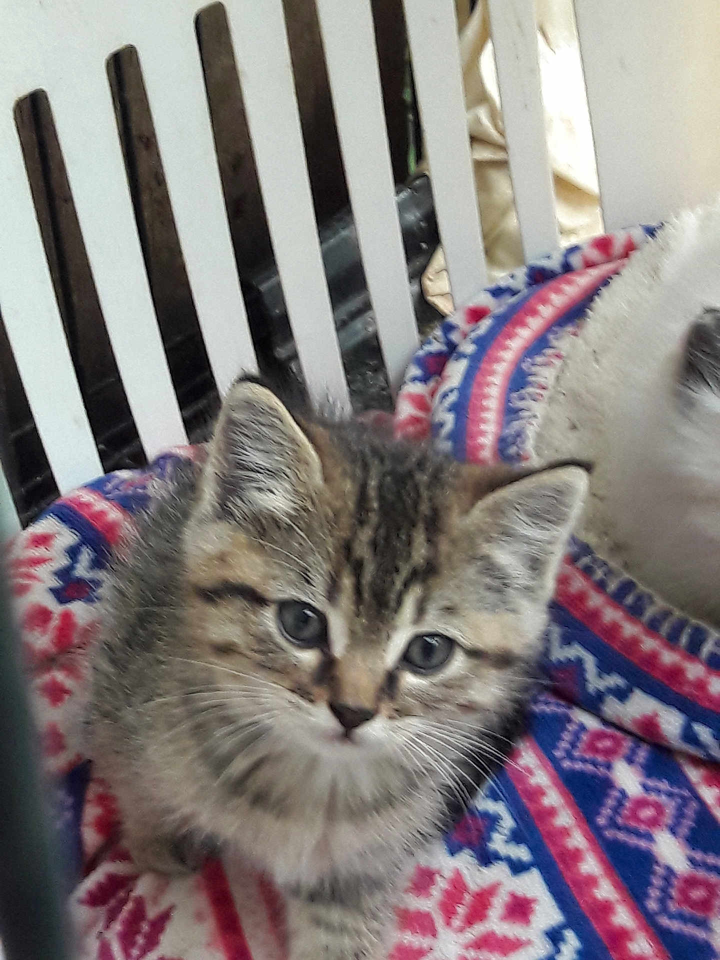 Tigger