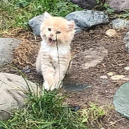 D.o.g. joined the competition — help win amazing prizes! kitten, cat, animal, outdoor, grass, rocks, dirt, cute, furry, young, nature, playful, pet, mammal, whiskers, small, fluffy, curious, adorable, wildlife