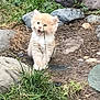 kitten, cat, animal, outdoor, grass, rocks, dirt, cute, furry, young, nature, playful, pet, mammal, whiskers, small, fluffy, curious, adorable, wildlife