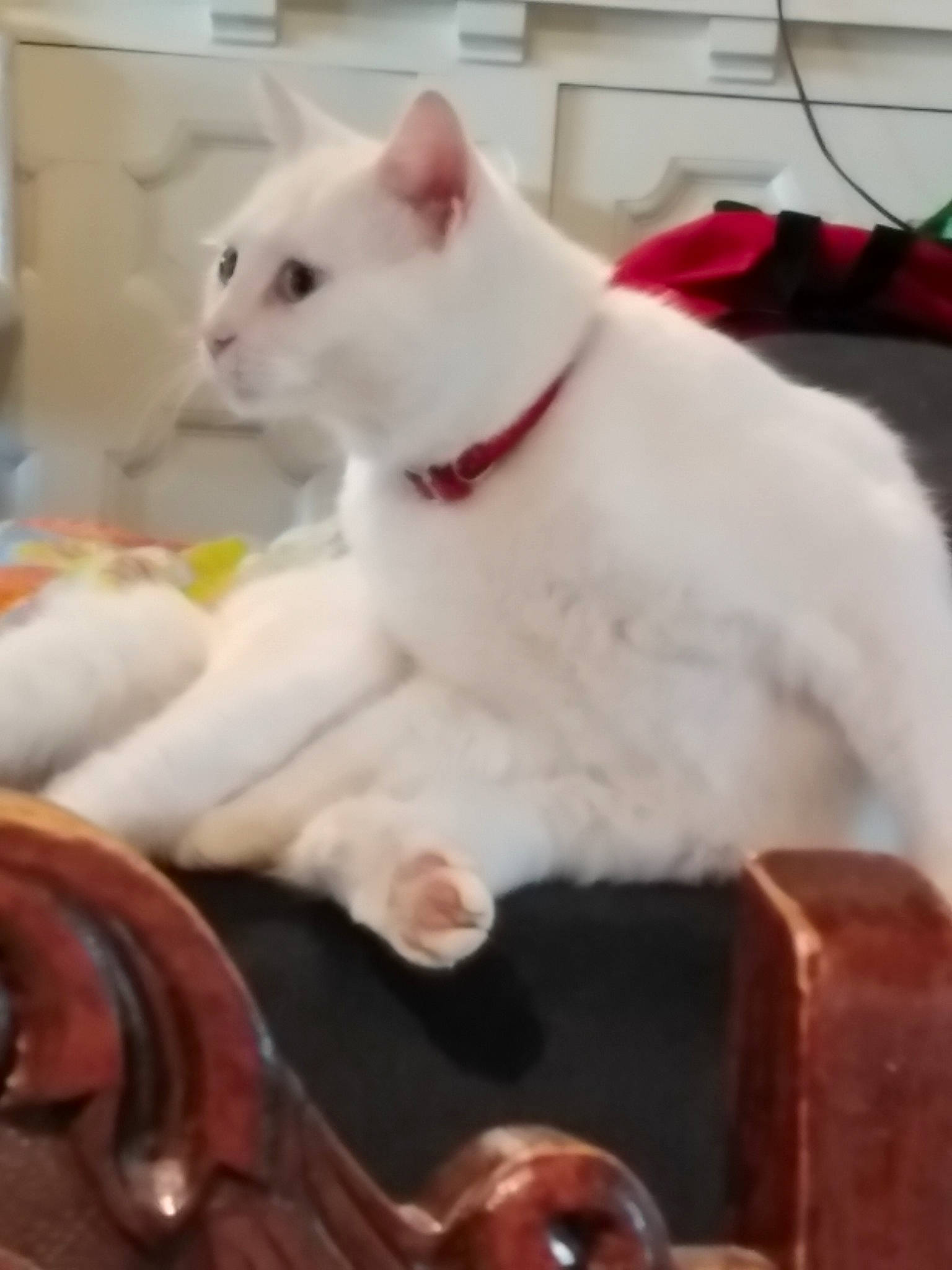 Mia a rejoint le concours — aidez-le/la à gagner de superbes lots ! asian, carnivore, cat, colorpoint_shorthair, domestic_short_haired_cat, felidae, khao_manee, kitten, small_to_medium_sized_cats, tail, turkish_angora, turkish_van, whiskers