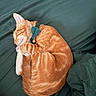cat, ginger_cat, sleeping, curled_up, orange_fur, pet, feline, bow_tie, bell, whiskers, closed_eyes, paws, tail, fur, cozy, bedding, indoor, cute, relaxed, portrait