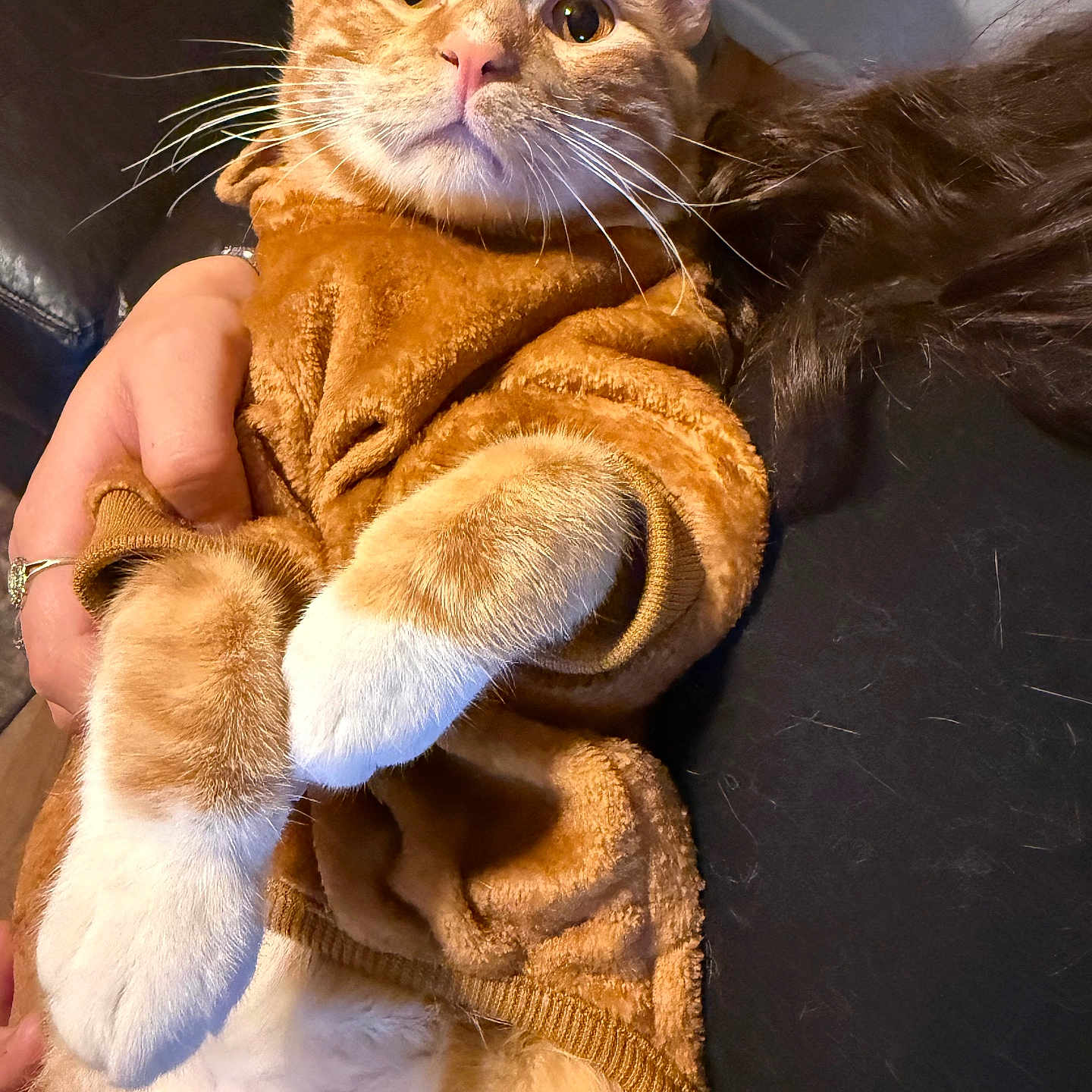 Tater Tot is registered to the contest to win money with this photo: cat, orange_cat, tabby, pet, animal, feline, whiskers, green_eyes, pink_nose, paws, fur, fluffy, sweater, clothing, cuddling, human_hand, sofa, indoor, portrait, cute