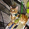 Tater Tot joined the competition — help win amazing prizes! cat, orange_cat, white_paws, green_eyes, whiskers, harness, cat_toy, crocheted_toy, wand_toy, blue_stick, indoors, rug, carpet, lying_down, playful, wide_eyed, pet, feline, striped_fur, photography