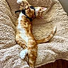 cat, kitten, ginger_cat, white_fur, orange_fur, lying_down, upside_down, playful, relaxed, harness, paws, tail, whiskers, pink_nose, closed_eyes, blanket, soft_texture, indoor, cozy, portrait