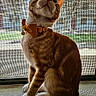 Tater Tot is registered to the contest to win money with this photo: cat, orange_cat, white_cat, bow_tie, collar, bell, pet, animal, sitting, windowsill, window, screen, indoor, backlit, portrait, fur, whiskers, ears, paws, formal
