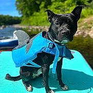 Kai is registered to the contest to win money with this photo: dog, life_jacket, water, river, paddleboard, blue, black_dog, outdoor, summer, nature, greenery, animal, pet, canine, shark_costume, sunny, boat, water_sport, recreation, portrait