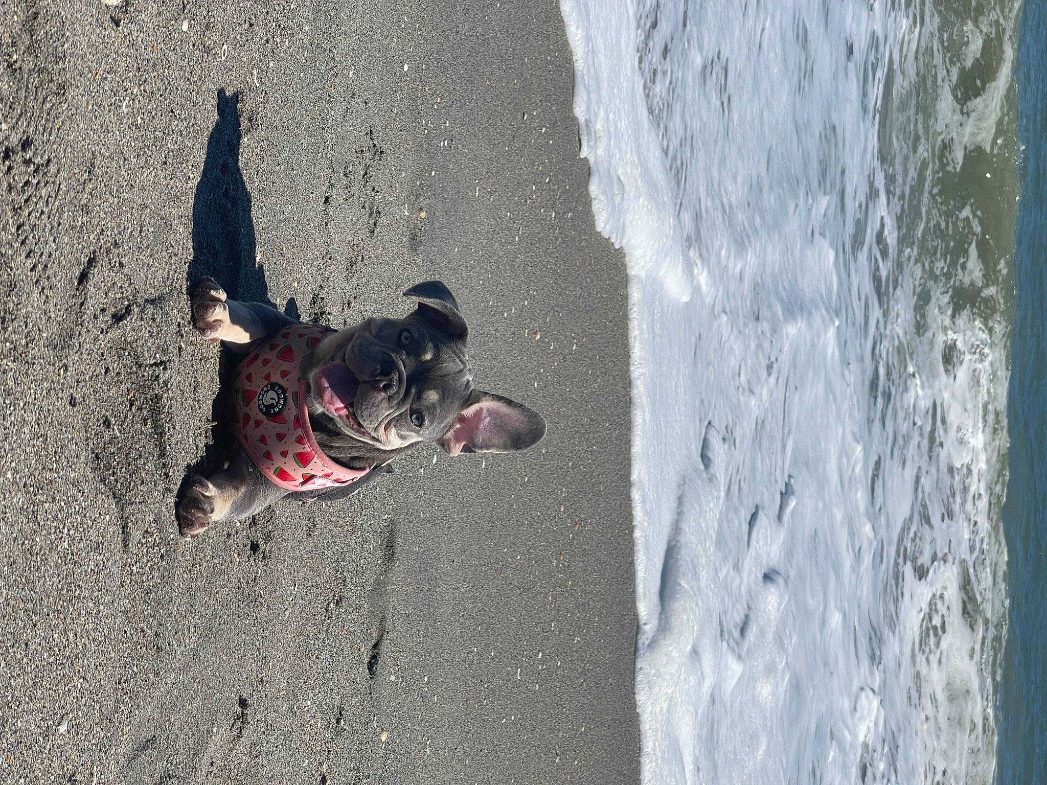 Delta Six is registered to the contest to win money with this photo: asphalt, beach, canidae, carmine, carnivore, coast, dog, dog_breed, fun, leash, ocean, recreation, road_surface, sand, shadow, soil, sporting_group, water, wave, wind_wave