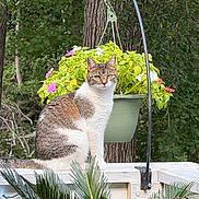 Fifi joined the competition — help win amazing prizes! cat, tabby, white_fur, flower_pot, green_leaves, wooden_ledge, nature, outdoor, tree_trunk, plant, pet, animal, sitting, garden, flora, hanging_plant, curious, calm, daylight, closeup