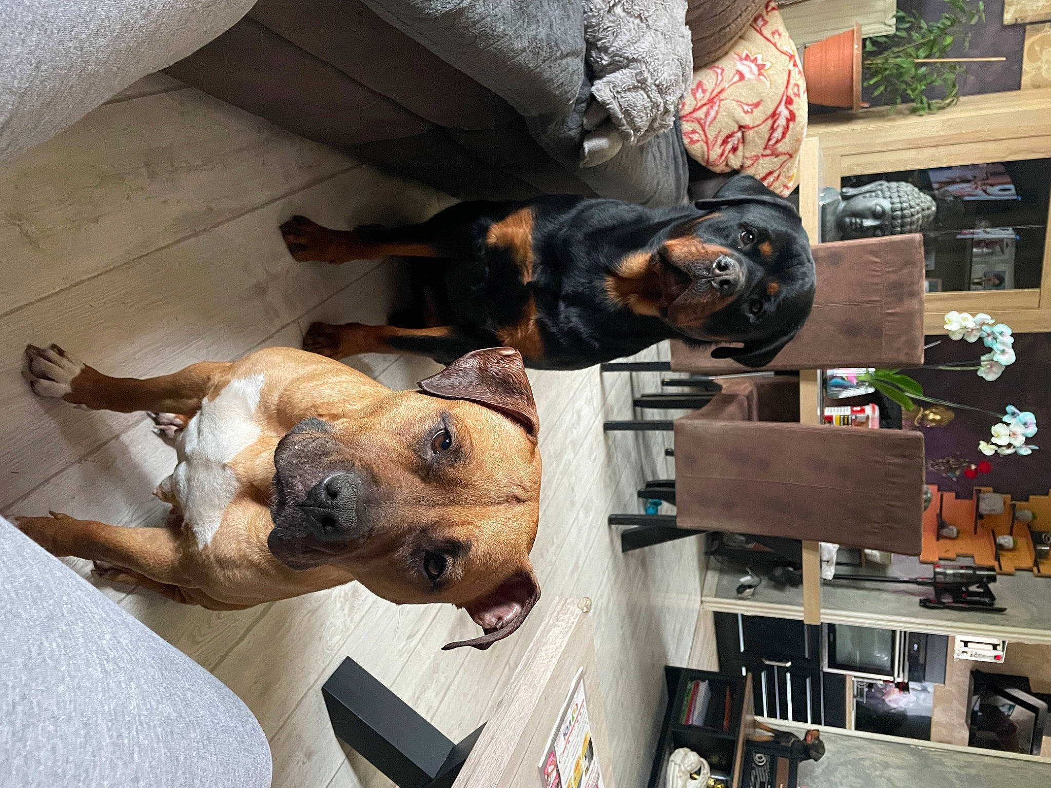 Sako a rejoint le concours — aidez-le/la à gagner de superbes lots ! canidae, carnivore, collar, comfort, companion_dog, dog, dog_breed, dog_collar, eyewear, fawn, fur, guard_dog, machine, metal, room, selfie, snout, sporting_group, working_animal, working_dog