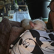 Bingo participe au concours pour gagner de l'argent avec cette photo : animal, birdcage, blanket, cozy, cute, face, feline, glasses, home, indoor, kitten, mickey_mouse, person, pet, plant_pot, relaxation, resting, shoulder, sleeping, tshirt