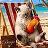 Bingo participe au concours pour gagner de l'argent avec cette photo : animal, beach, beach_chair, cat, cocktail, cute, drink, holiday, kitten, ocean, palm_tree, relaxation, sand, striped_chair, summer, sunny, tropical, umbrella, vacation, wooden_sign