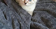 Bingo a rejoint le concours — aidez-le/la à gagner de superbes lots ! blanket, blue_eyes, brown, cat, cozy, cream_color, curious, cushion, cute, domestic, fluffy, furniture, gray, indoor, kitten, pet, resting, small, soft_texture, young_animal